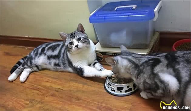 美短猫这几个行为不是在撒娇，而是在向宠主“求救”
