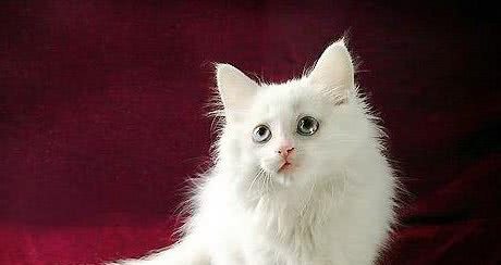 哪些原因会导致猫咪呕吐