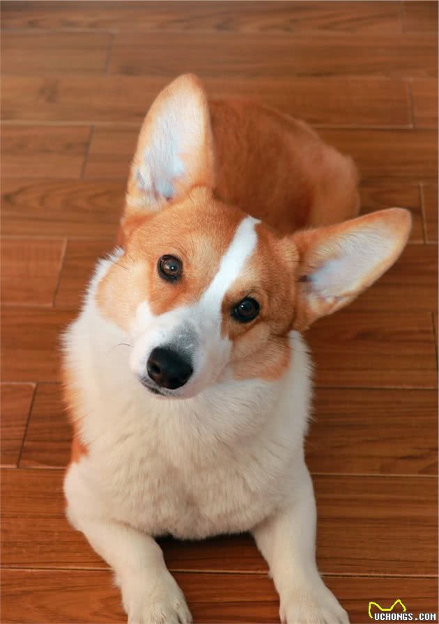 快乐短腿，与热爱生活的你—咱们聊一聊柯基犬吧