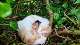 流浪猫和宠物猫：一扇窗，却是两个世界