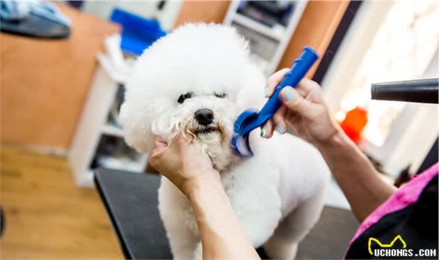 比熊犬一生5大时期，饲养指南