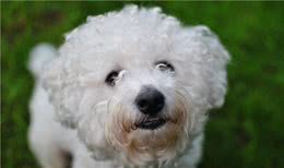 比熊犬一生5大时期，饲养指南