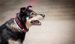 宠物体检都有哪些项目？