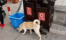 养狗，不能有这几个坏习惯，第四个最容易被忽视