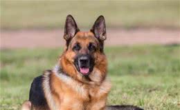 一只淘汰警犬黑背德牧拍出33万，值得不值得？