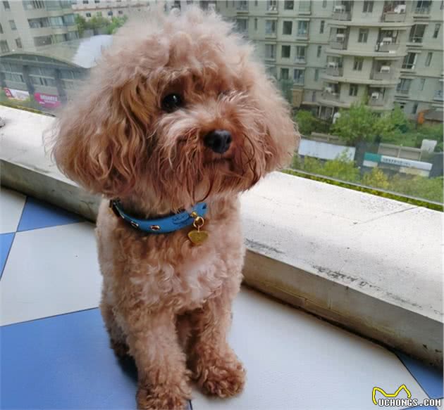 养狗不要买这6种东西，根本没必要，买了只是浪费钱