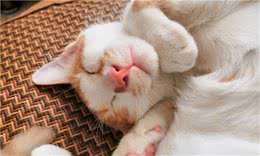 相猫经：猫咪有这些特点，可以“旺你家”