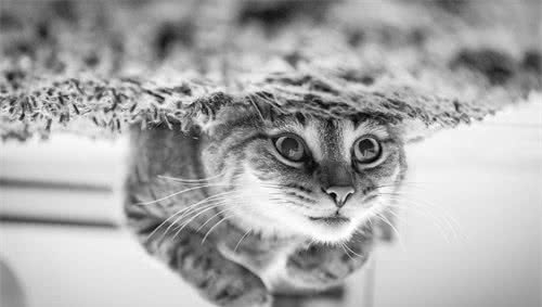 辟谣：猫咪流泪只是因为伤心？更多的是不能忽视的身体疾病