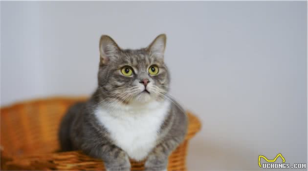 辟谣：猫咪流泪只是因为伤心？更多的是不能忽视的身体疾病