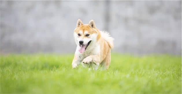 小长假来袭！带狗狗出游，请注意这几点