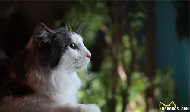 猫咪品种大盘点12：挪威森林猫