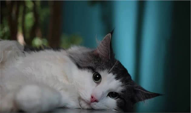 猫咪品种大盘点12：挪威森林猫