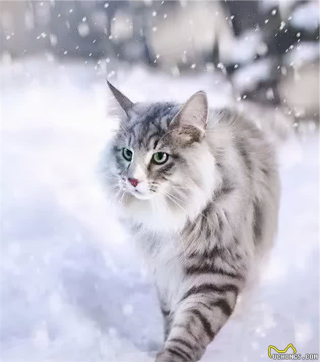 猫咪品种大盘点12：挪威森林猫
