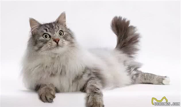 猫咪品种大盘点12：挪威森林猫
