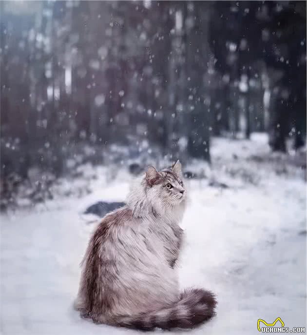 猫咪品种大盘点12：挪威森林猫