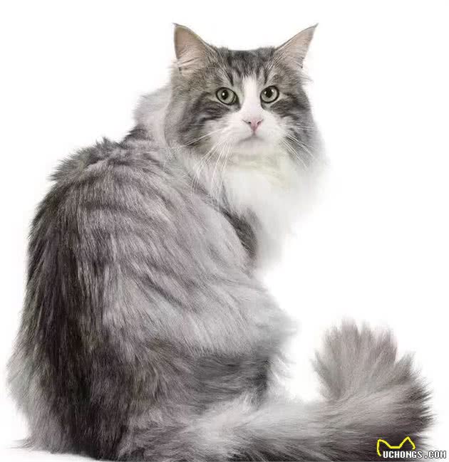 猫咪品种大盘点12：挪威森林猫