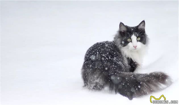 猫咪品种大盘点12：挪威森林猫