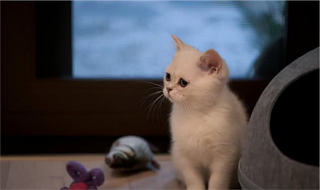 猫咪到底有多聪明