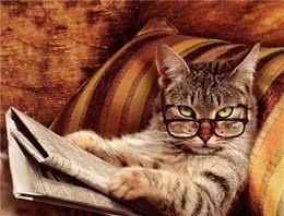 猫咪到底有多聪明