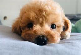 泰迪犬“依赖”你的行为，赶都赶不走它