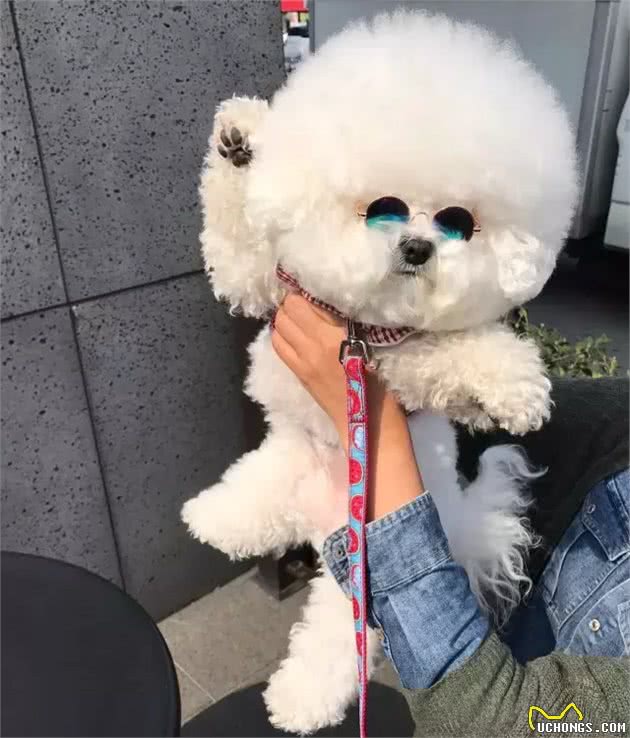 比熊犬好养吗？得知它的优点之后，网友直呼：值得拥有