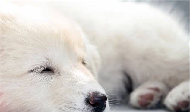 狗狗害怕吹风机，怎么办？