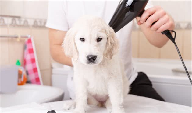 狗狗害怕吹风机，怎么办？