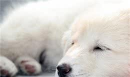 狗狗害怕吹风机，怎么办？