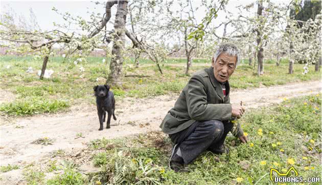 光棍大叔垃圾坑里捡条狗，竟是纯种中华田园犬，如今是他的保护神