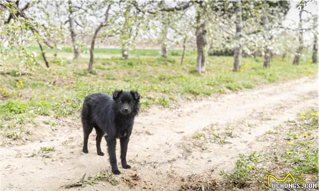 光棍大叔垃圾坑里捡条狗，竟是纯种中华田园犬，如今是他的保护神