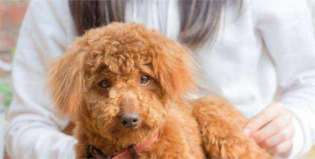 不帮泰迪犬挤肛门腺，它就要承受这些“痛苦”，你知道吗？