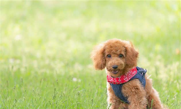 不帮泰迪犬挤肛门腺，它就要承受这些“痛苦”，你知道吗？