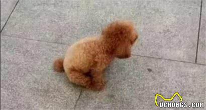 不帮泰迪犬挤肛门腺，它就要承受这些“痛苦”，你知道吗？