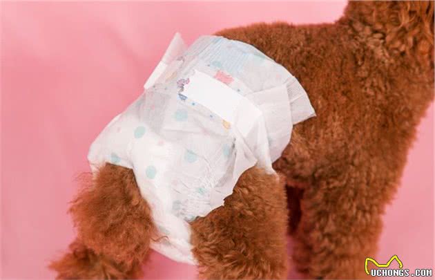不帮泰迪犬挤肛门腺，它就要承受这些“痛苦”，你知道吗？