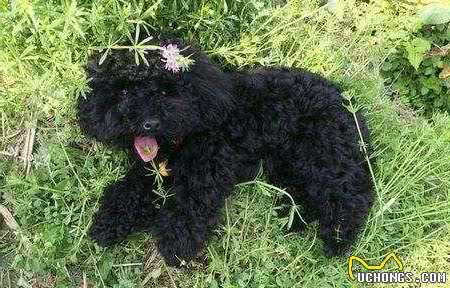不帮泰迪犬挤肛门腺，它就要承受这些“痛苦”，你知道吗？