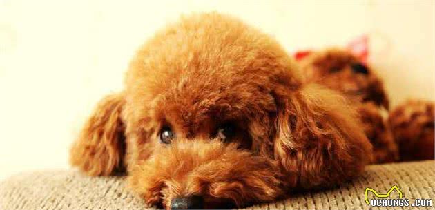 不帮泰迪犬挤肛门腺，它就要承受这些“痛苦”，你知道吗？