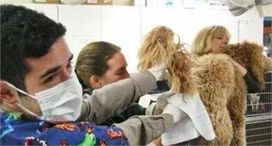 不帮泰迪犬挤肛门腺，它就要承受这些“痛苦”，你知道吗？