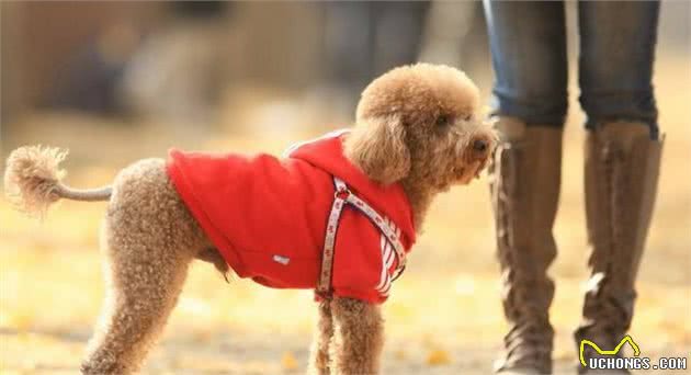 不帮泰迪犬挤肛门腺，它就要承受这些“痛苦”，你知道吗？