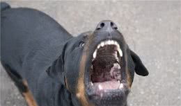 罗威纳犬少人饲养，是因为“杀伤力”太大？