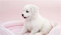 家有小狗惹人爱