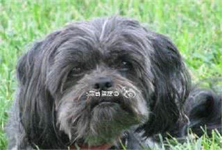 像猴子的犬—猴犬