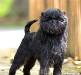 像猴子的犬—猴犬