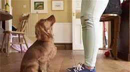 轻松教会狗狗坐下，从此打开狗狗训练的大门，走上训犬“不归路”