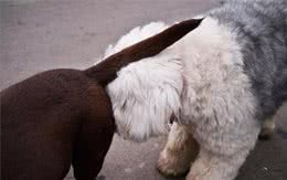 狗狗为何见面时，都喜欢互相闻屁屁？这五点是真正原因