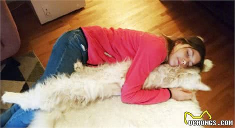 缅因猫适合什么人养？女生对这种猫根本没有抵抗力，安全感十足