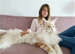 缅因猫适合什么人养？女生对这种猫根本没有抵抗力，安全感十足