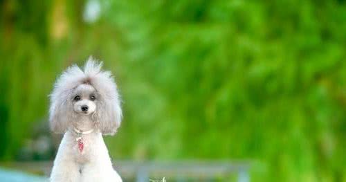 贵宾犬刷屏了！国民宠物贵宾犬究竟该怎样科学喂养？