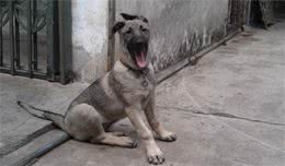 猛犬中的4种“垃圾”，只是看着威猛，本身根本不值钱