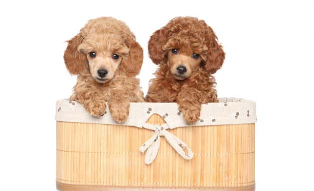 聪明、学习能力强、理解力高的犬类