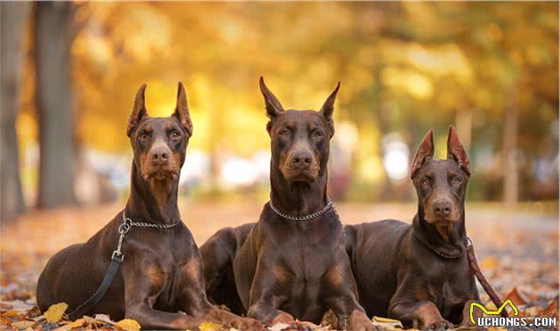 聪明、学习能力强、理解力高的犬类